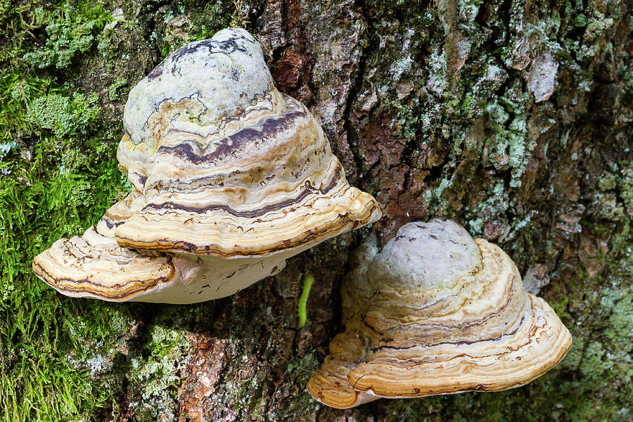Polypore mushrooms - 2 Photograph by Paul MAURICE