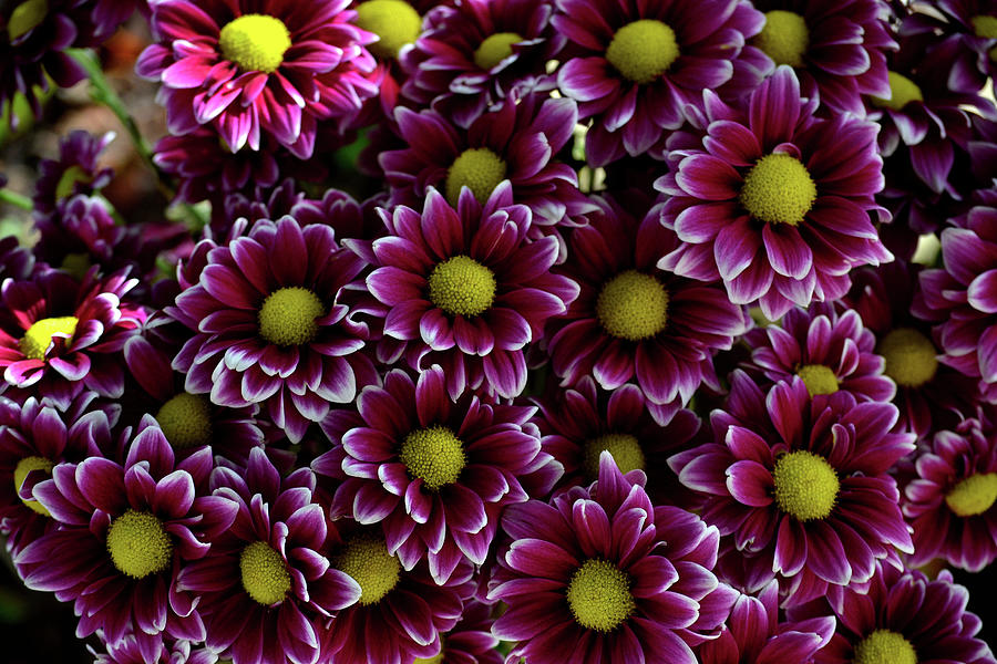 Pom Daisy Flower Bouquet Photograph by Krista Russell