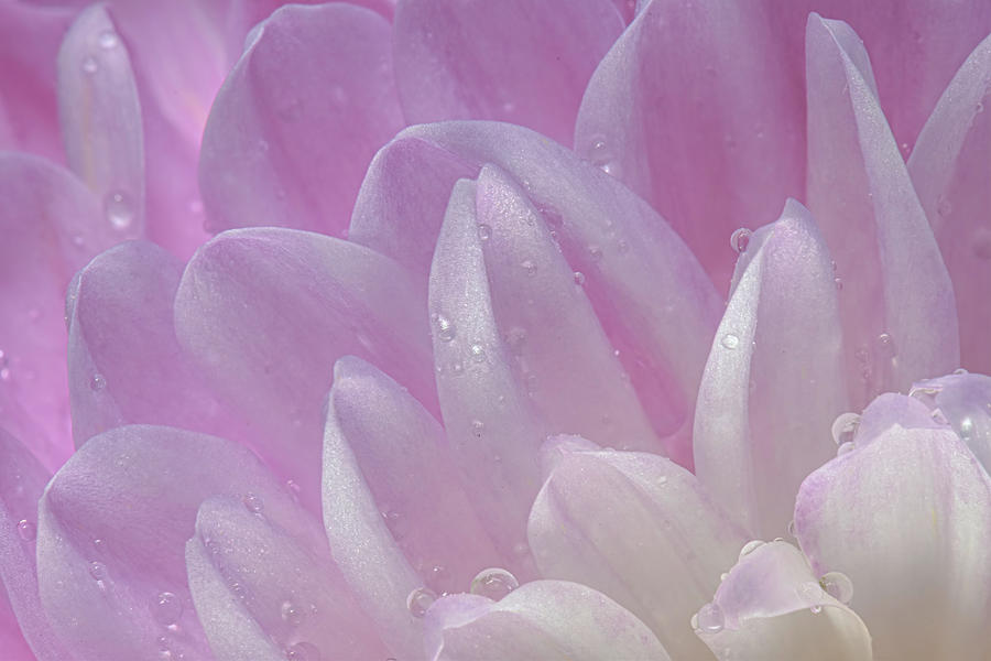 Flower Photograph - Pom Flower  by Sandi Kroll