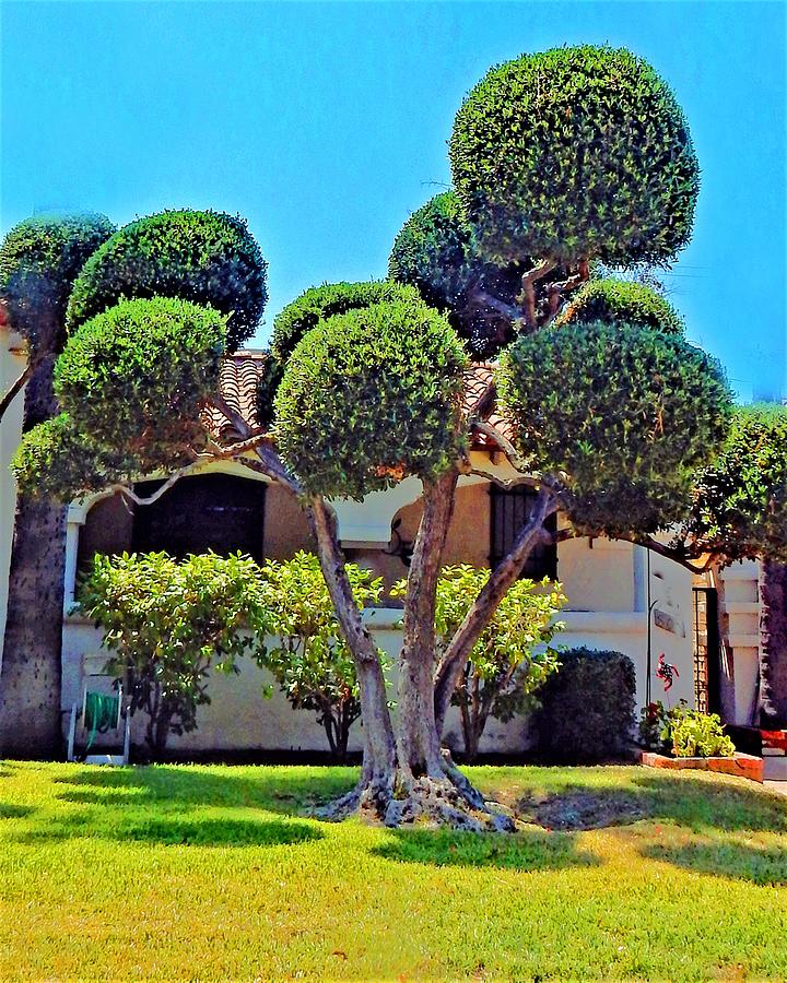 Pom Pom Trees Photograph by Andrew Lawrence
