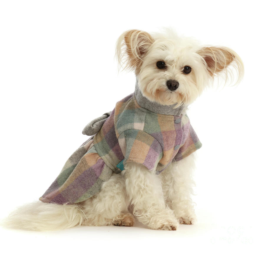 Pomapoo wearing a tweedy jacket Photograph by Warren Photographic Pomapoo wearing a tweedy jacket Photograph by Warren Photographic