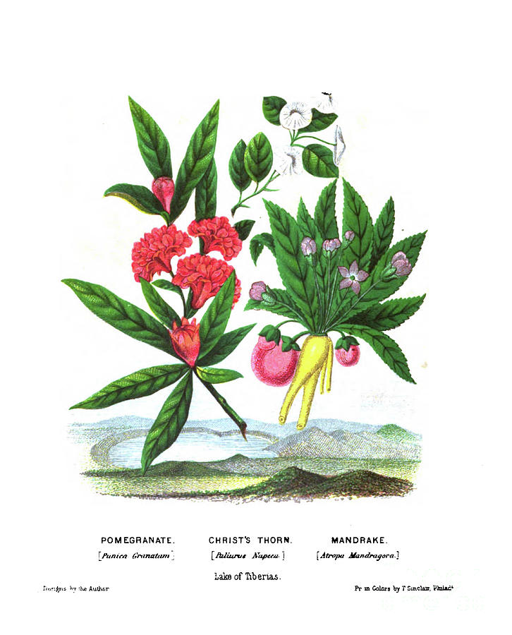 Pomegranate, Christs Thorn And Mandrake C1 Drawing