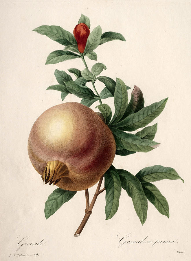 Pomegranate Drawing by Henri-Joseph Redoute
