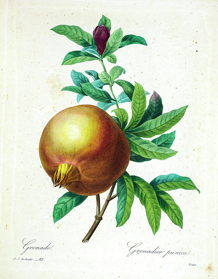 Pomegranate Illustration 1827 R1 Drawing