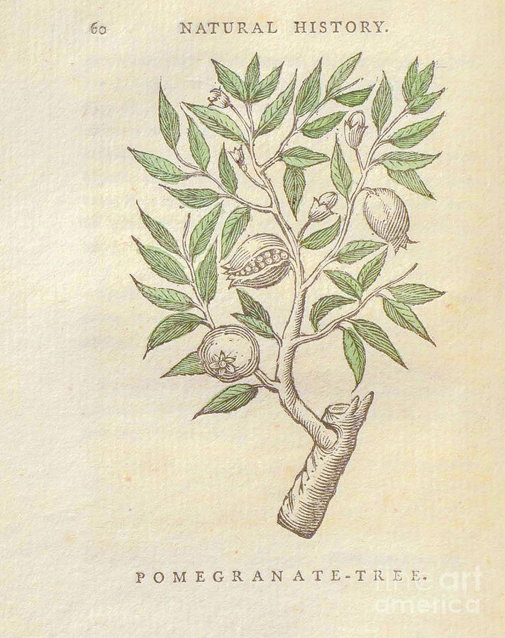 pomegranate Tree t1 Drawing by Botany