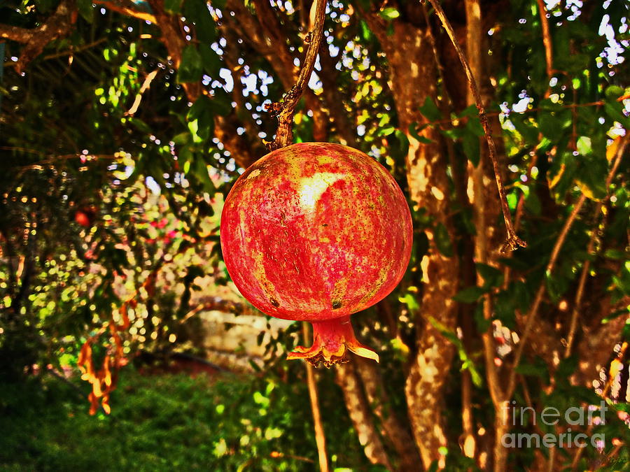 Pomegranate Tree  Digital Art by Yorgos Daskalakis