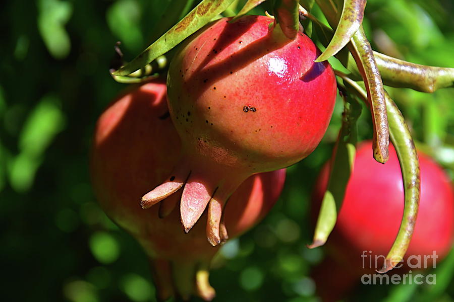 Pomegranates on a Shrub Photograph by Diana Mary Sharpton