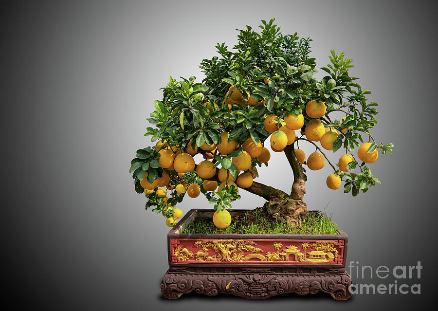 Pomelo tree Photograph by Cuong Nguyen Duy - Fine Art America