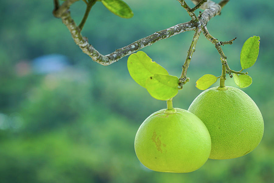 Pomelos in the Wild Photograph by Karina Quintans Fine Art America