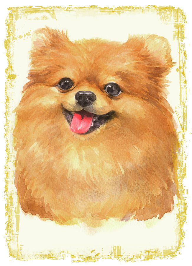 Pomeranian 2 Dog Digital Art by John Shepherd | Fine Art America