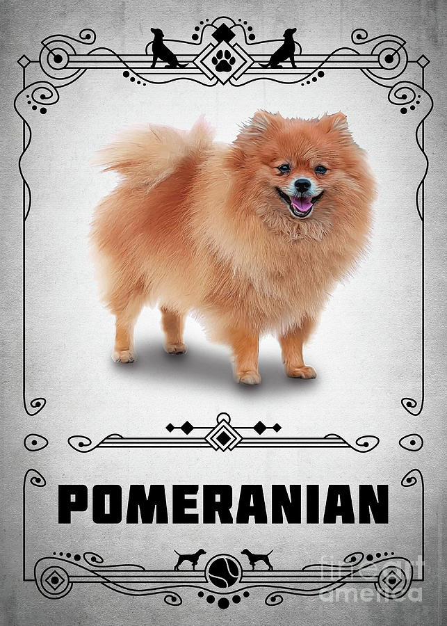 Animal Digital Art - Pomeranian by Bo Kev