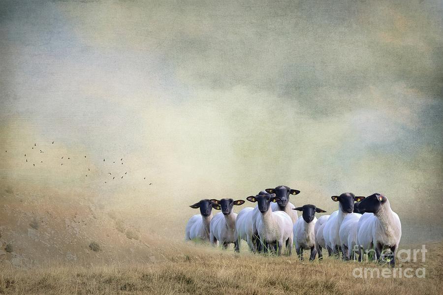 Sheep Photograph - Pomeranian Coarsewool Sheep by Eva Lechner