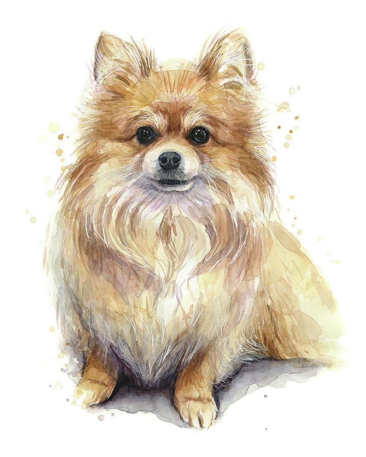 Animal Painting - Pomeranian Dog by Olga Shvartsur
