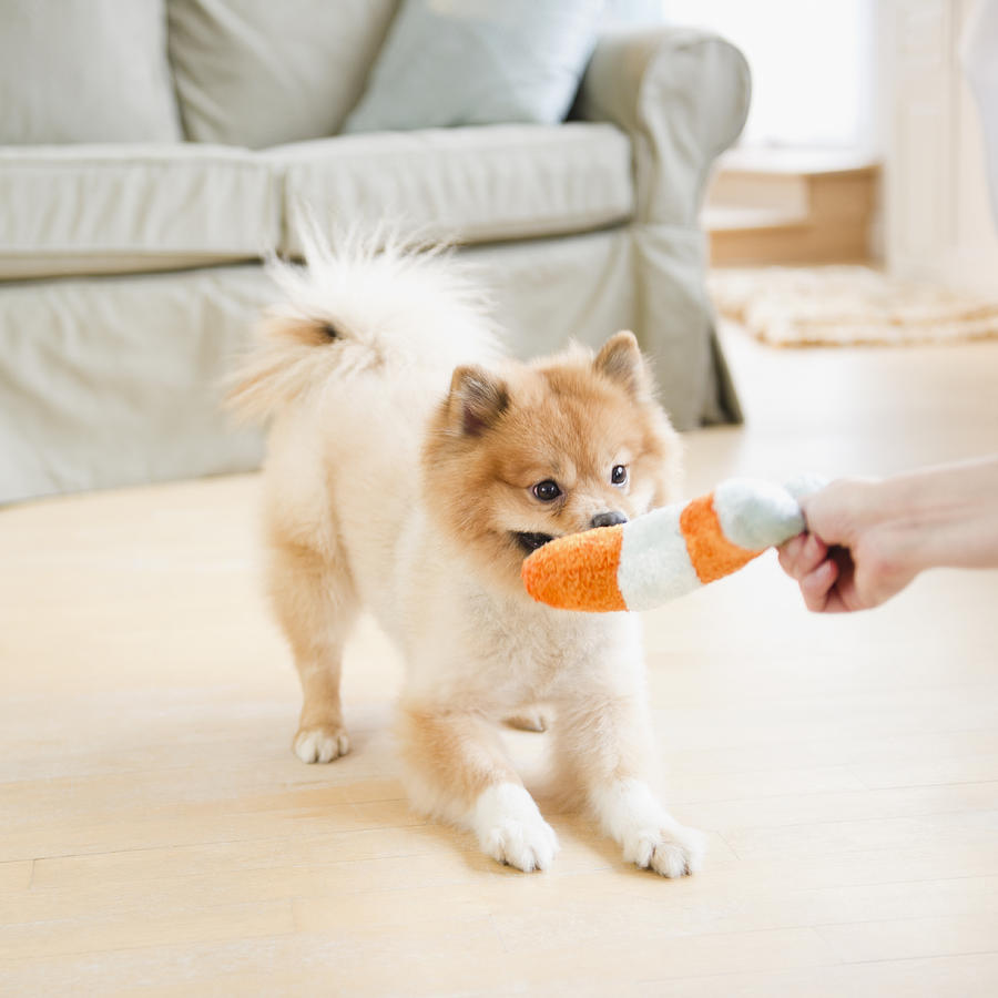 Pomeranian dog playing with dog toy Photograph by JGI/Jamie Grill