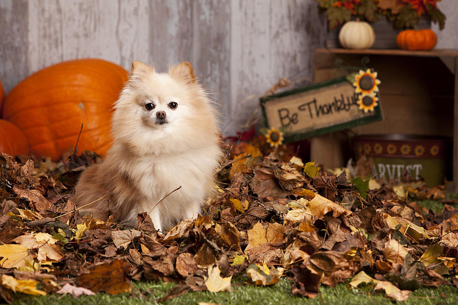 Pomeranian in the Leaves Photograph by Mdmilliman