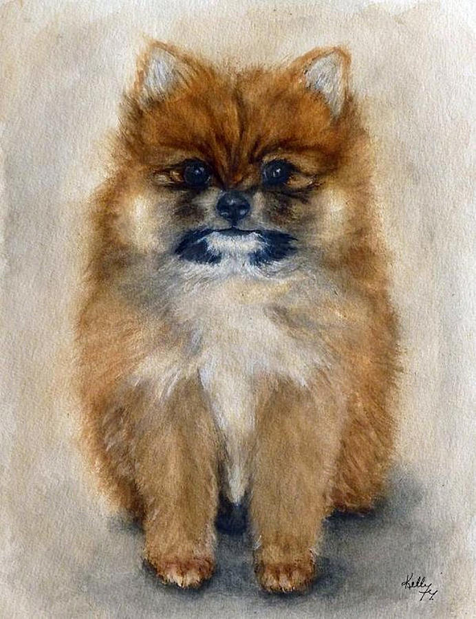 Pomeranian Puppy  Painting by Kelly Mills