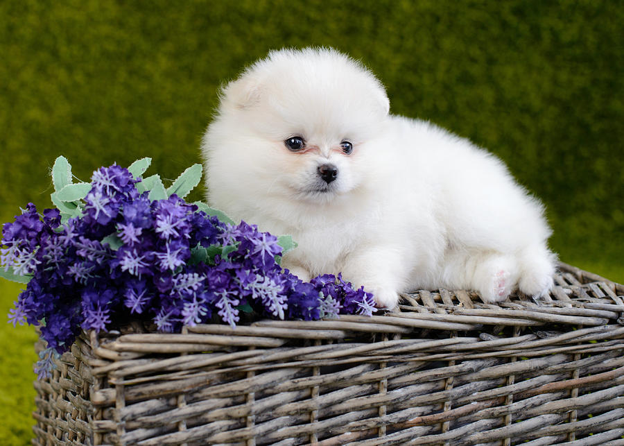 small white fluffy puppy