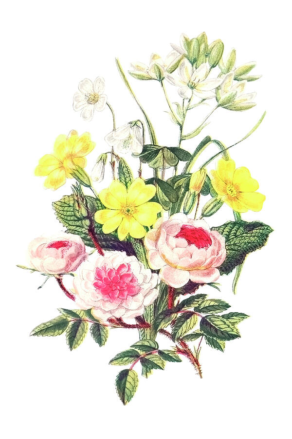 Summer Drawing - Pompon Rose, Star of Bethlehem, Primrose and Wood Sorrel by Mango Art