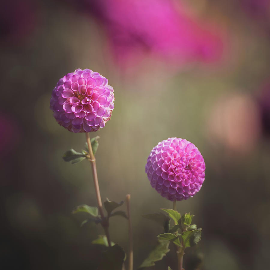 Pompon Photograph by Ryan Weddle