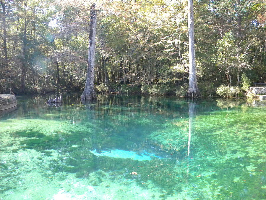 Ponce De'Leon Springs Photograph by Eva Underberg - Fine Art America