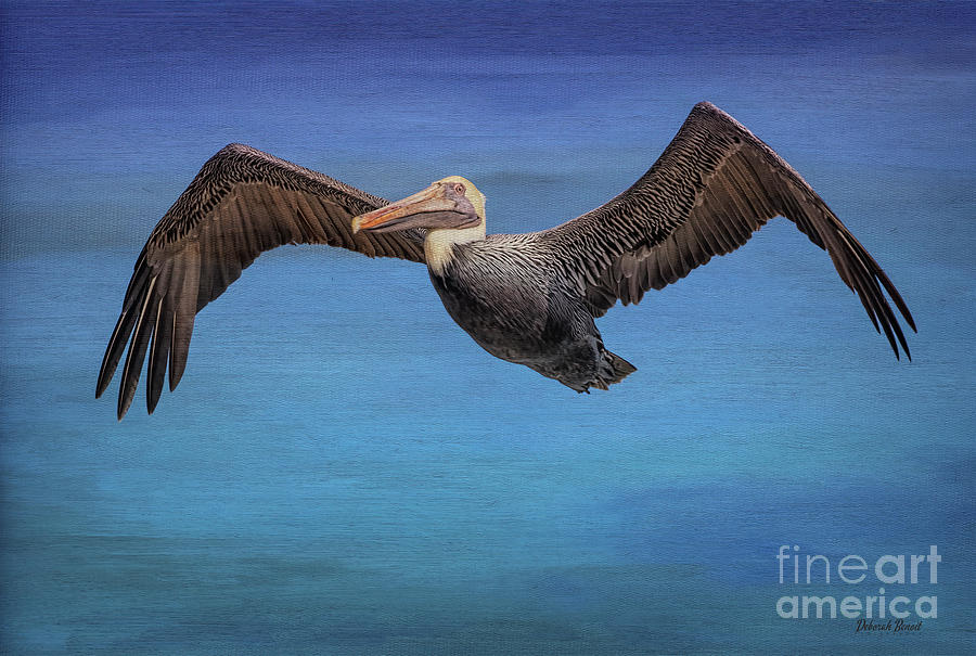 Ponce Inlet Pelican Photograph