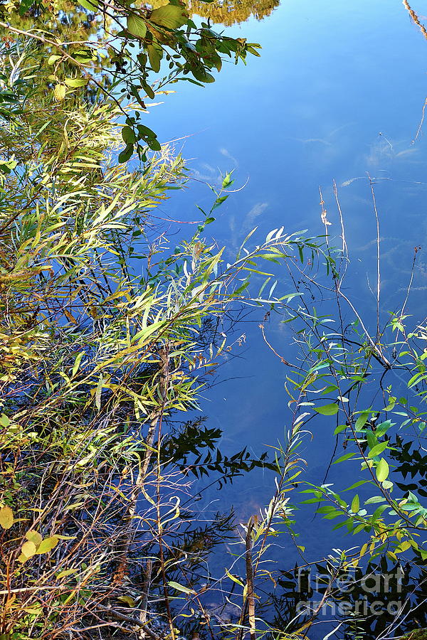 Pond Photograph - Water Loving by Pikts Photography Pond Photograph - Water Loving by Pikts Photography