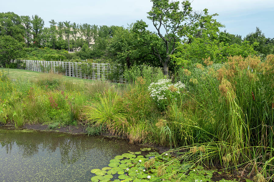 Pond and Wetland Flora at Brooklyn Botanic Garden Photograph by Dawn Cavalieri