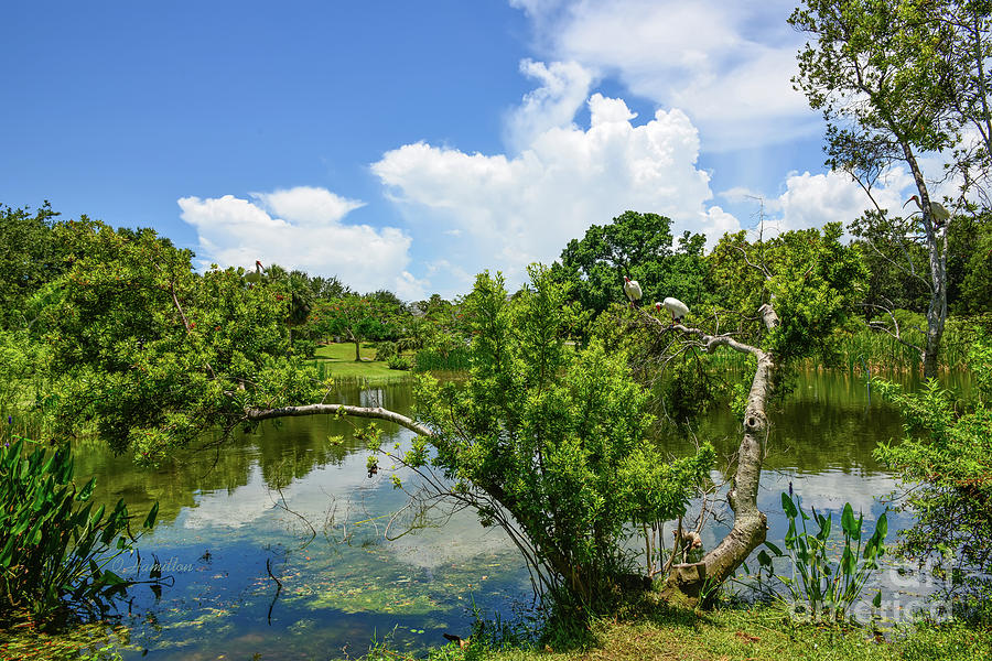 Pond and White Ibises at RiverSide Park in Jensen Beach Florida Photograph by Olga Hamilton