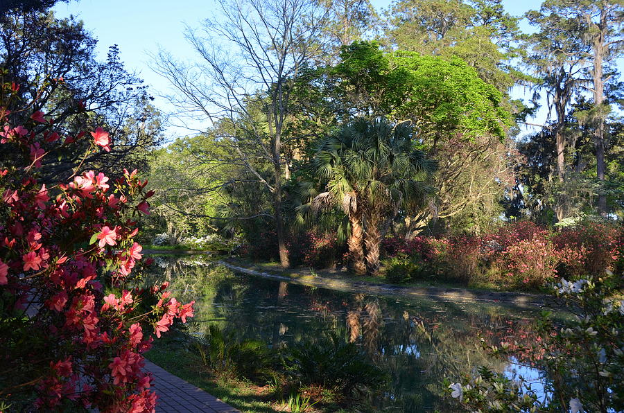 Pond at Maclay Gardens Photograph by Carla Parris