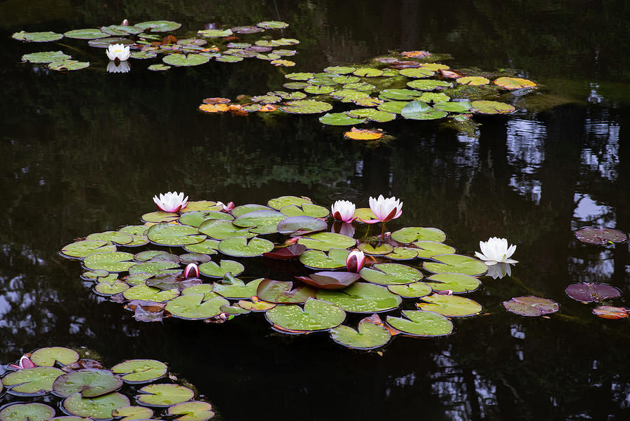 Pond Blooms   Photograph by Steven Clark