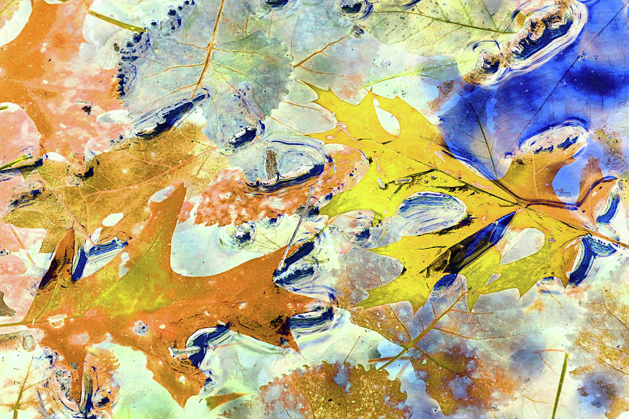 Pond Colors Hiking Trail Abstract Blue Yellow 100322 Photograph by Mary Bedy