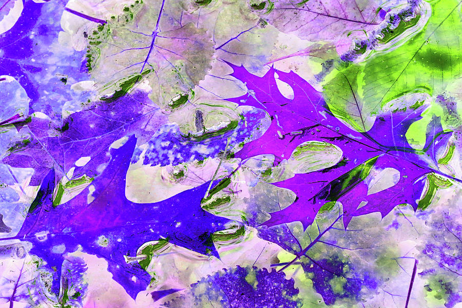 Pond Colors Hiking Trail Abstract Purple 100122 Photograph by Mary Bedy
