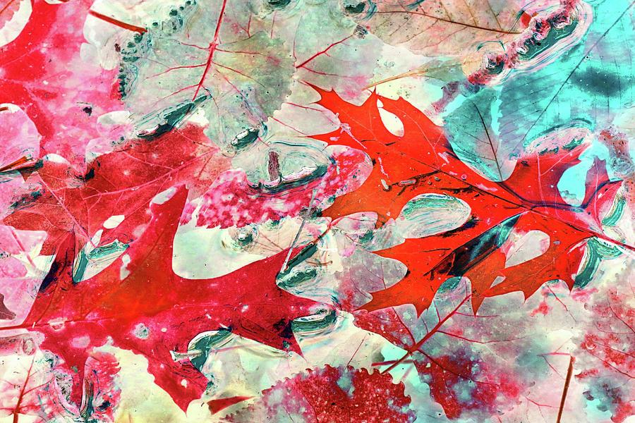 Pond Colors Hiking Trail Abstract Red 100222 Photograph by Mary Bedy