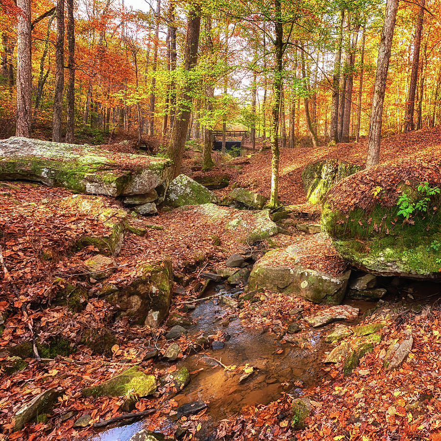 Pond Creek Autumn Photograph by Susan Rissi Tregoning