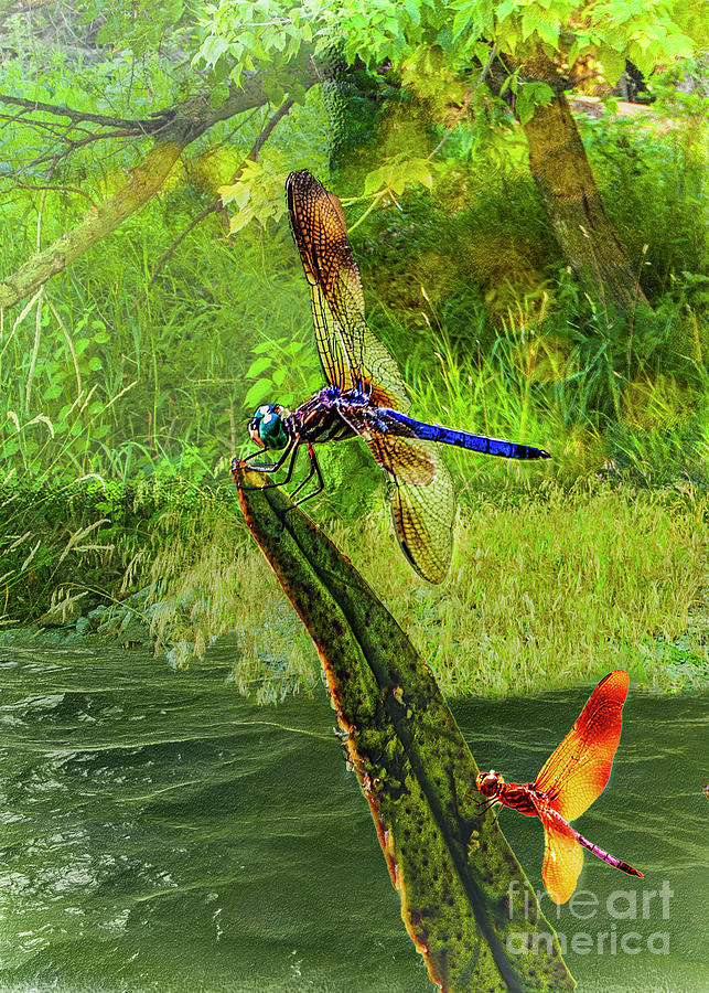 Pond Dragon Fly Digital Art by Anthony Ellis