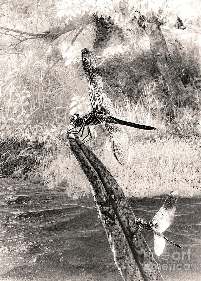 Pond Dragon Fly - Monochromatic Digital Art by Anthony Ellis