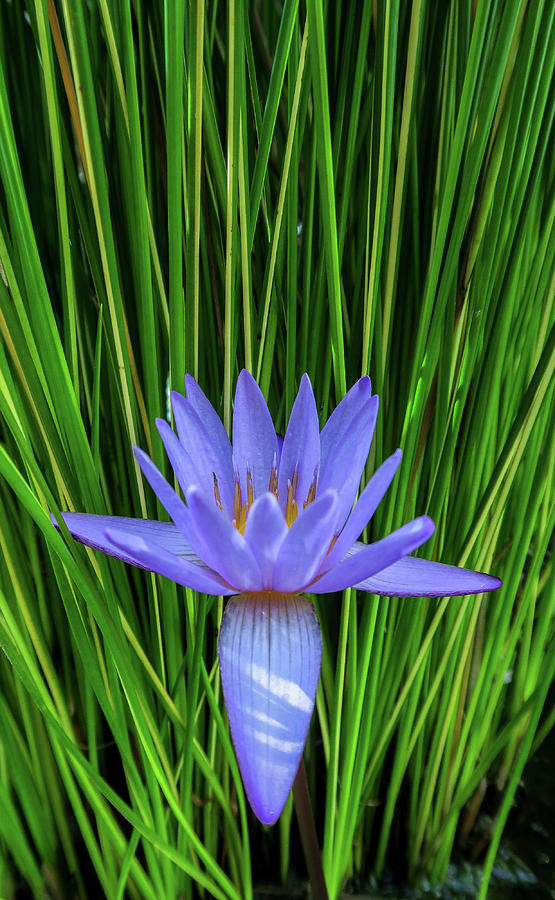 Pond Floral V I Photograph by Doug Davidson