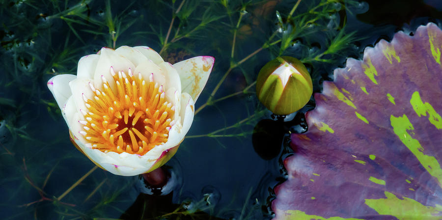 Pond Floral VII Photograph by Doug Davidson
