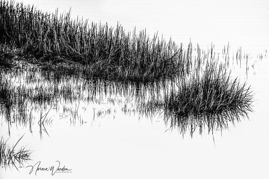Pond Grass with Reflection Photograph by Norma Warden
