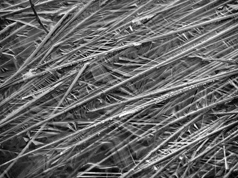 Pond ice reeds Photograph by Jerry Daniel
