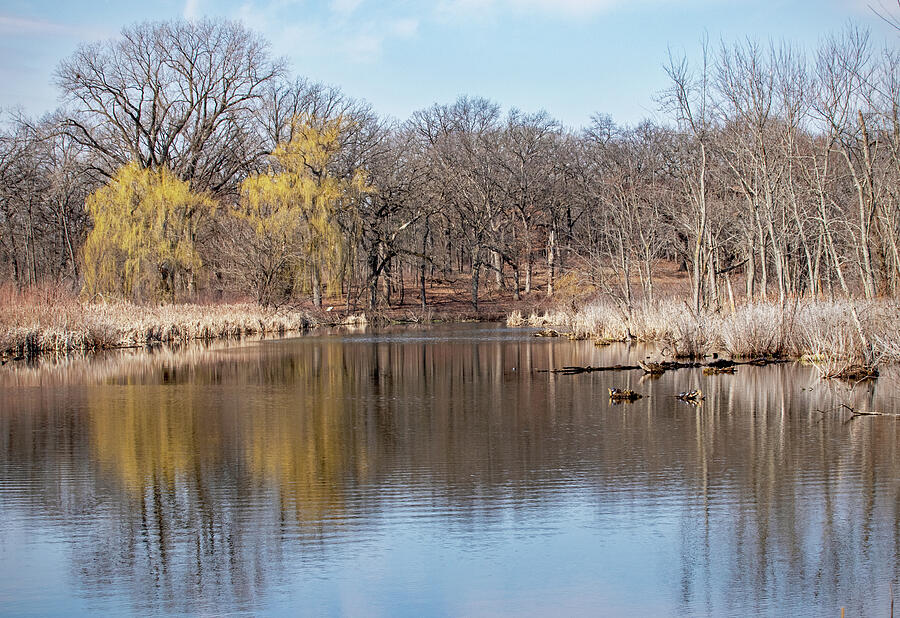 Tree Photograph - Pond in Early Spring by Ira Marcus