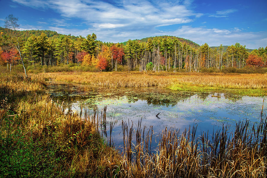 Pond in the Adirondacks Photograph by David Patterson