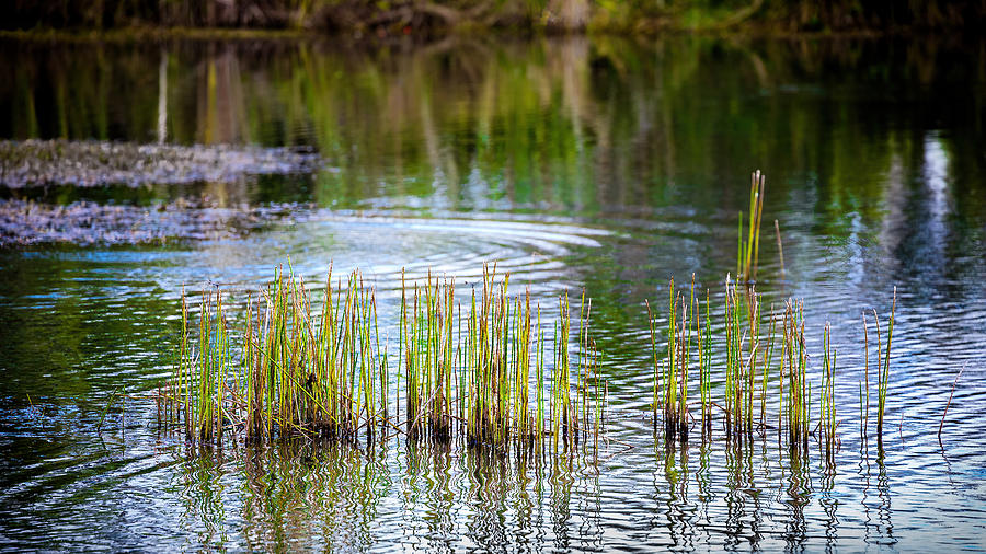 Pond in the Everglades 143 Photograph by Rudy Umans