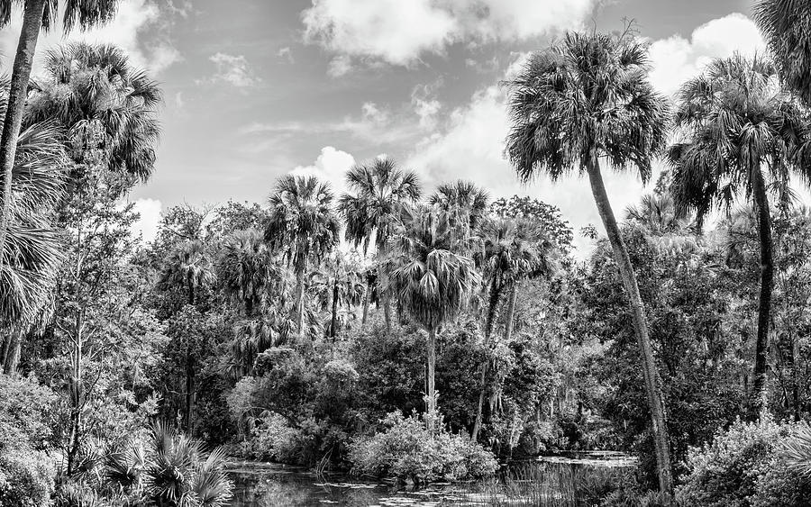 Pond in the Florida Jungle Photograph by Robert Wilder Jr