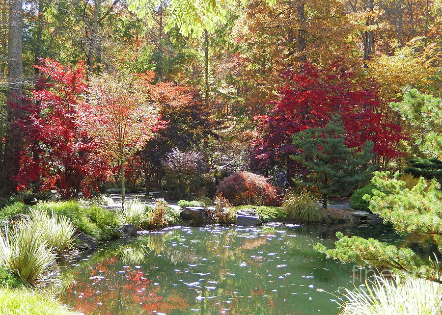 Pond in the Forest Photograph by Sharon Williams Eng