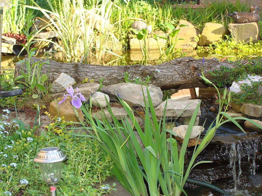 Pond Iris and Waterfall Mixed Media by Anthony Seeker