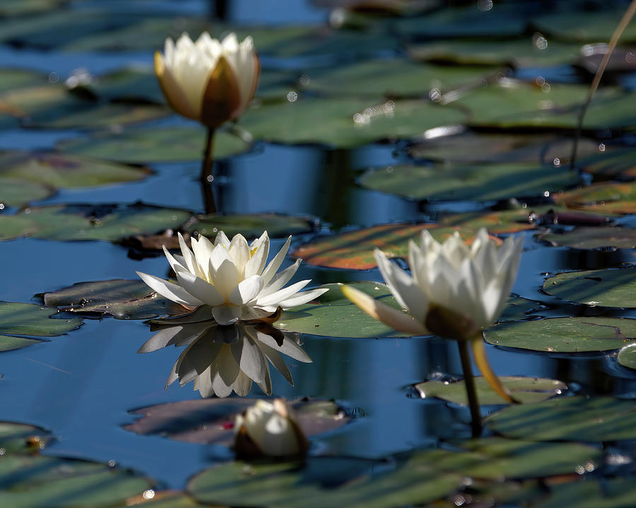 Pond Lillies Photograph by Flinn Hackett