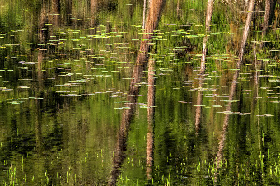 Pond Monet Reflection Photograph by Pamela Dunn-Parrish