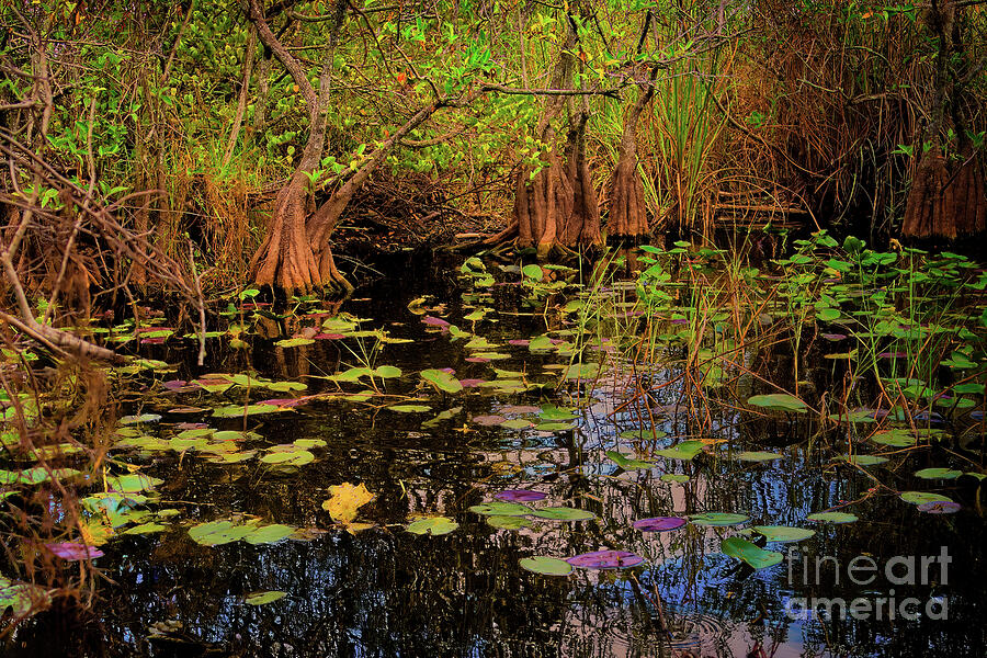 Pond on the Otter Cave Hammock Trail Photograph by Nick Zelinsky Jr Pond on the Otter Cave Hammock Trail Photograph by Nick Zelinsky Jr