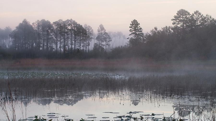 Pond, Pines And Morning Mist Photograph